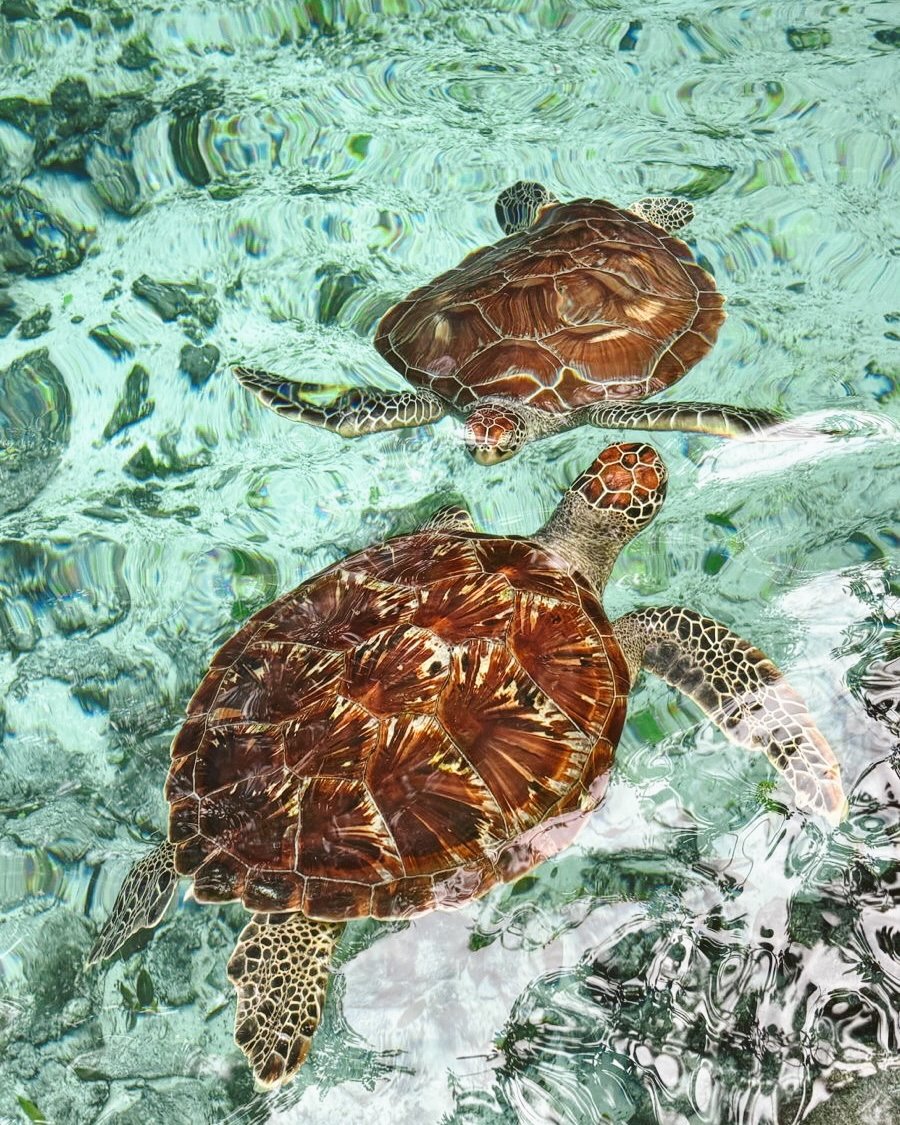 Edited in Tezza with: Lush