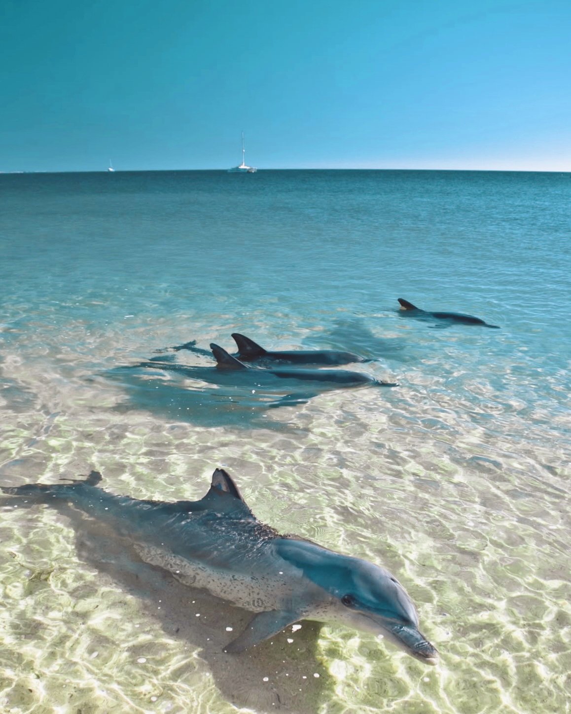 Edited in Tezza with: Lush, HSL, Saturation, & Brightness