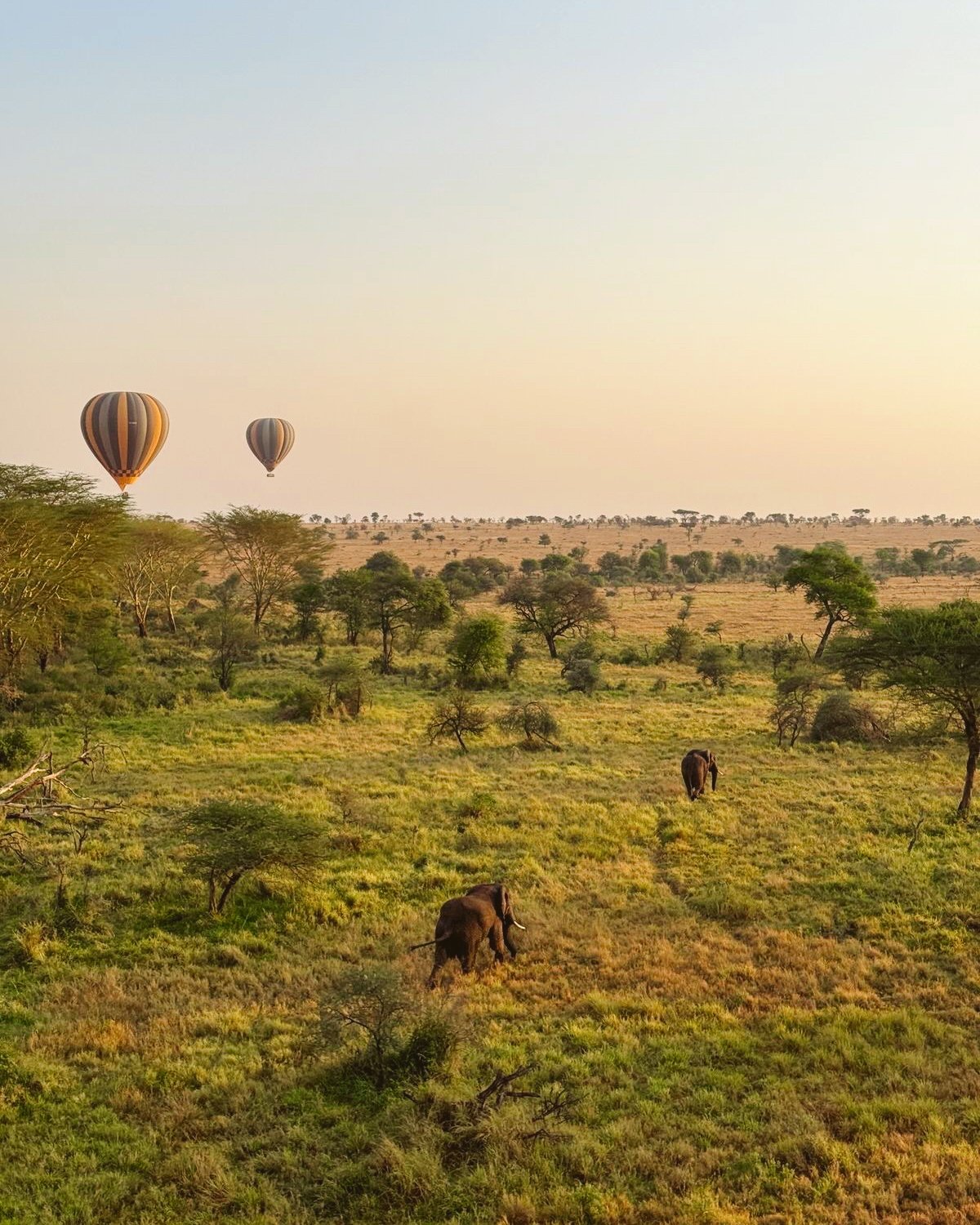 Edited in Tezza with: Lush, Saturation, & Brightness