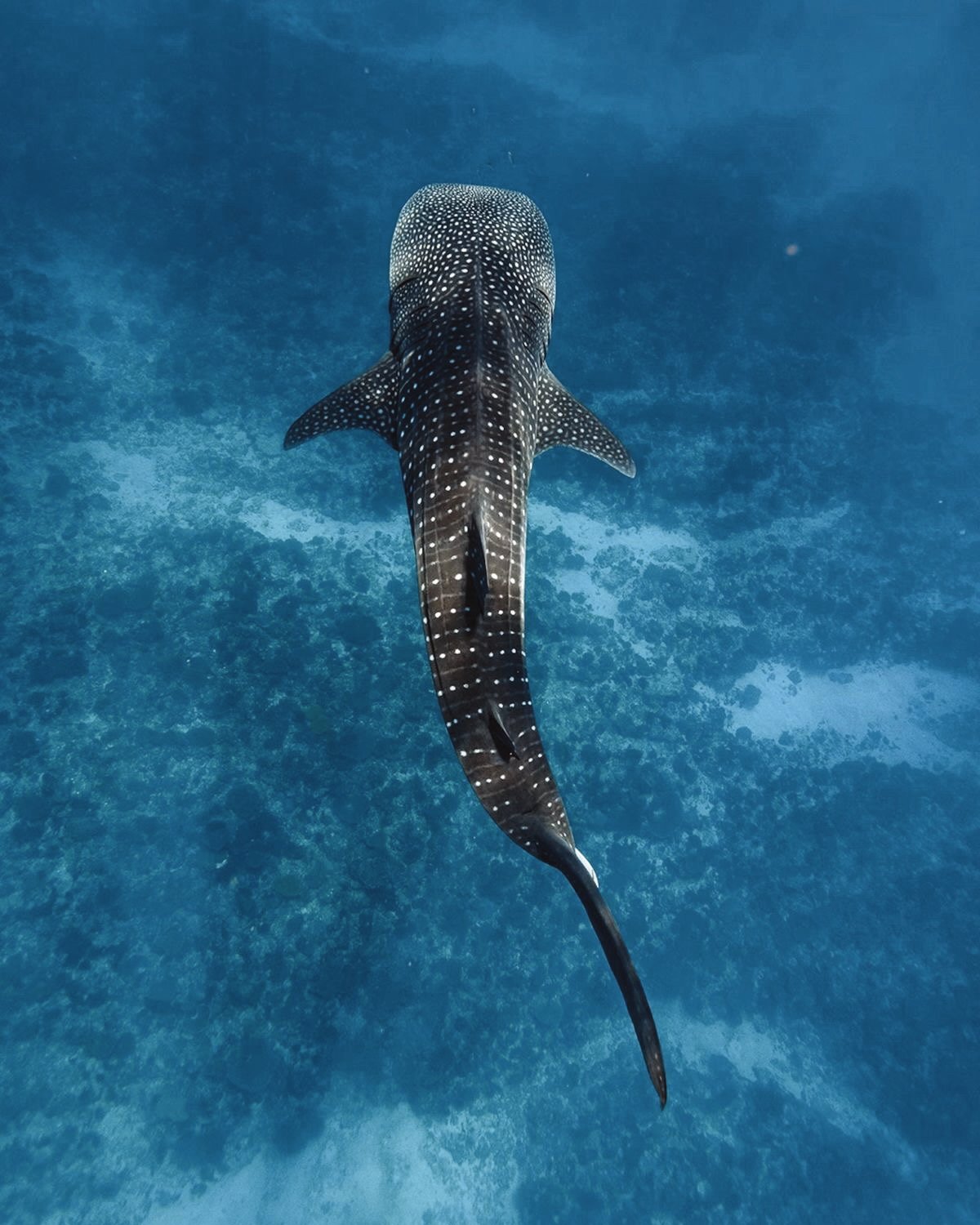 Edited in Tezza with: Lush, Brightness, Contrast, Temperature, & Saturation